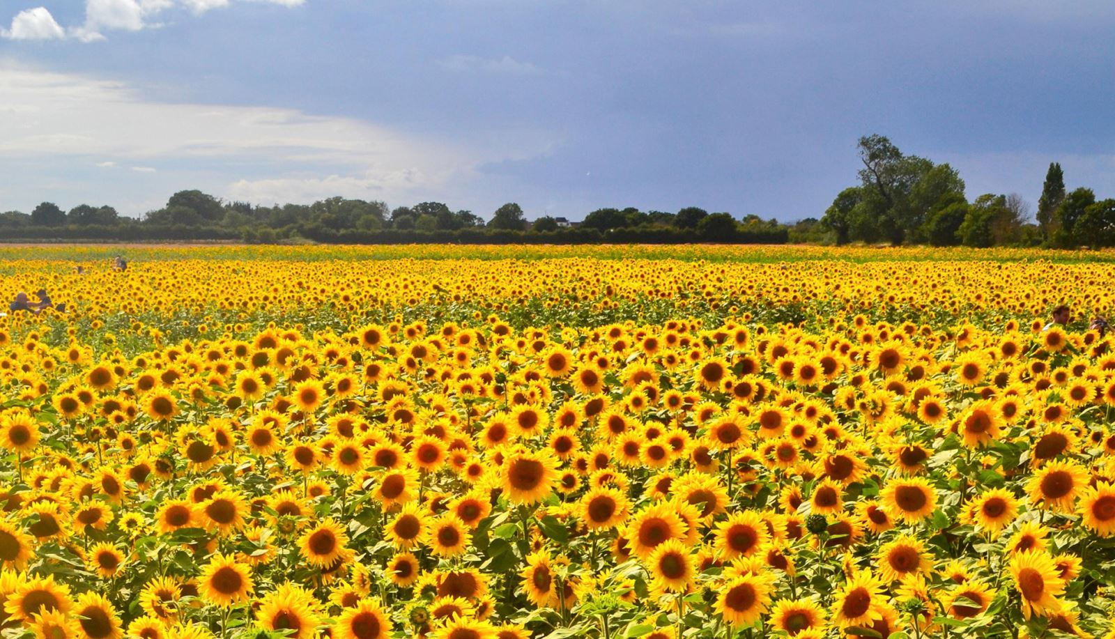 Sunflowers on Hayling Island, Hampshire